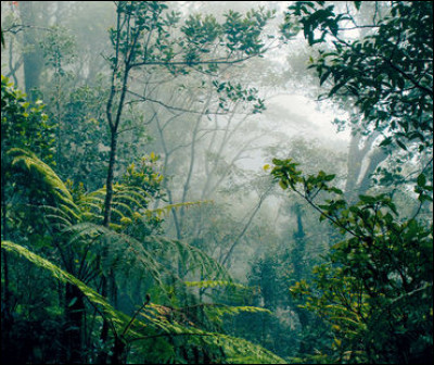 Comment appelle-t-on cette forêt au Brésil qui est déforestée ?