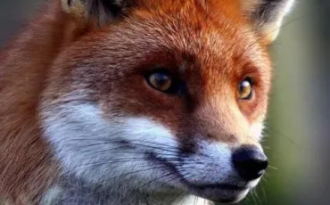 Quiz Renards
