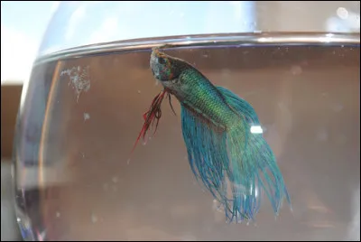 Il possède un appareil respiratoire appelé :