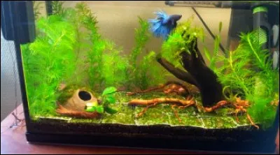 Le volume d'eau minimum pour un combattant est :