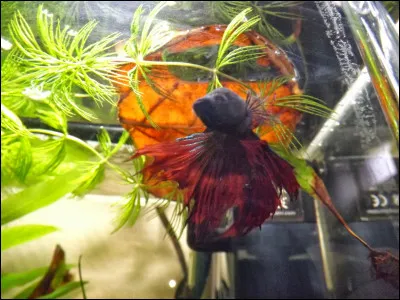 Quelle feuille est-il particulièrement bien de mettre dans son aquarium pour la santé de son poisson ?