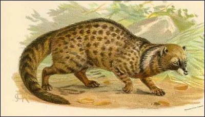 Chaud lapin, c'est le...