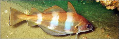 Vieux clou, c'est le...