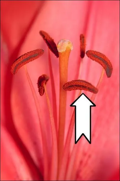 Comment appelle-t-on cette partie de la fleur ?