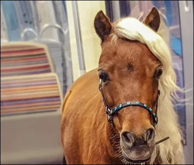 Quelle est la taille maximale pour un poney ?