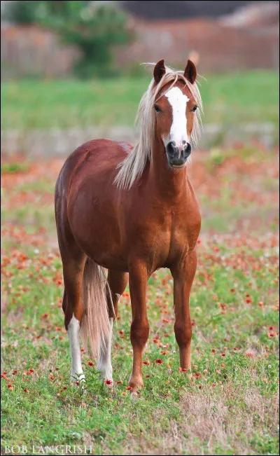 Quelle est la robe de ce cheval ?