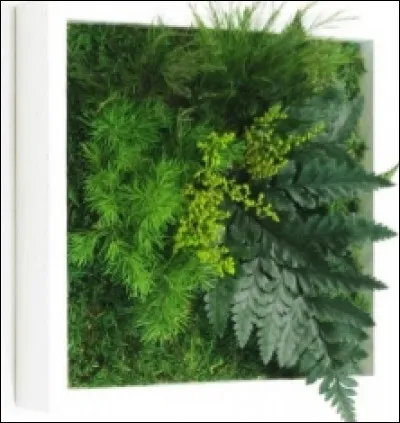 Vous possédez un cadre de plantes accroché au mur.
Comment l'arroser ?