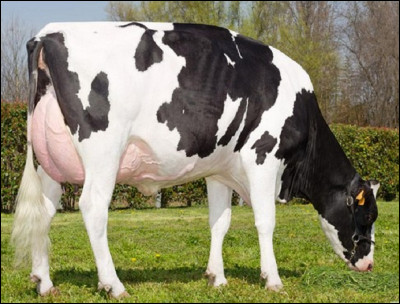 Quelle race de vache produit le plus de lait ?