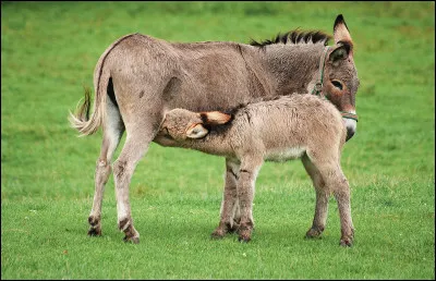 Qui aurait pris des bains de lait d'ânesse parmi ces reines ?