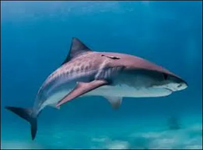 Le requin-tigre est-il dangereux pour l'homme ?