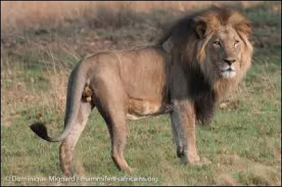 Qui a écrit "Yvain ou le Chevalier au lion" ?