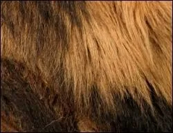 Quel animal a une telle crinire ?