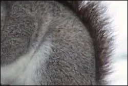 De quel animal est-il question sur cette photo ?