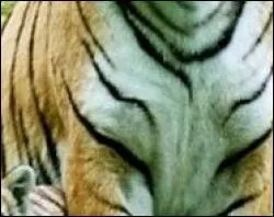 Quel animal possde ce doux pelage ?