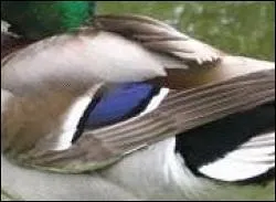Quel animal est revtu de ce plumage laissant penser  un il maquill ?