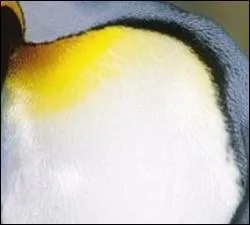 Avec mon pelage aux courbes colores, je suis le roi... Qui suis-je ?