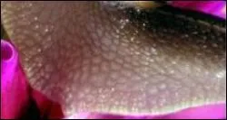 Quel animal est dot de cette fine peau luisante ?