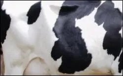 A quel animal appartient ces taches noires ?