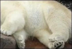 Quel animal a la chance d'avoir ce pelage doux et chaud ?