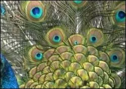 Quel animal possde ces drles d'yeux sur le plumage ?