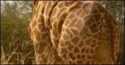 Quel est donc cet animal en photo ?