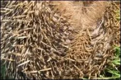 A qui appartiennent ces longues pines ?