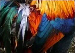 Quel oiseau porte cet poustouflant plumage ?