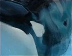 Quel animal possde cette peau nigmatique ?