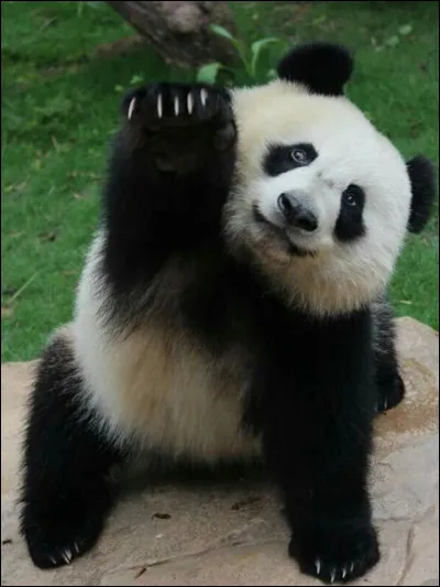 Quel animal préfères-tu ?