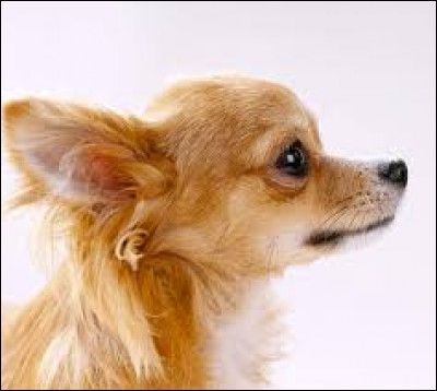 Qui chante "Chihuahua" ?