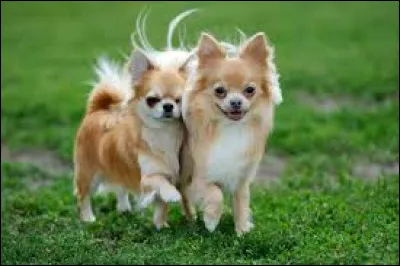 D'où ; le chihuahua nous vient-il ?