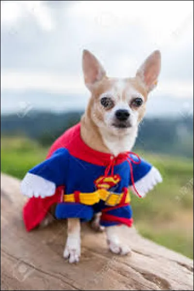 En quoi est dé ; guisé ; ce chihuahua ?