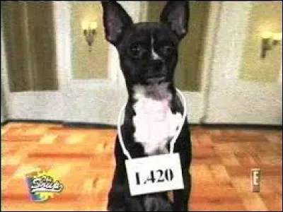 Comment s'appelle le chihuahua devenu cé ; lè ; bre dans la sé ; rie amé ; ricaine " ; The Soup" ; ?