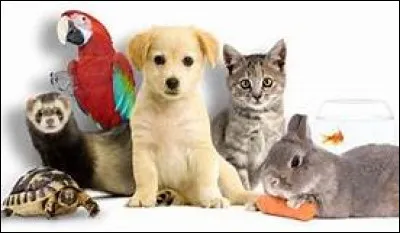 Si tu devais t'identifier à un animal, lequel serait-ce ?