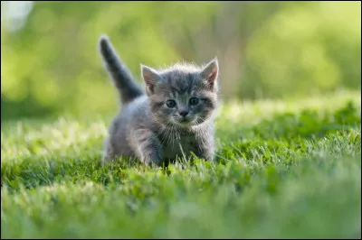 Dans quel clan est-elle ?