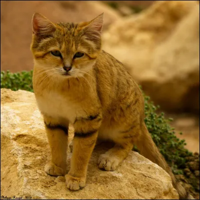 De combien de chats a-t-elle été amoureuse ?