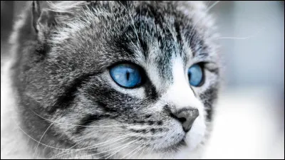 Comment se nommait/nommaient-il(s) ?