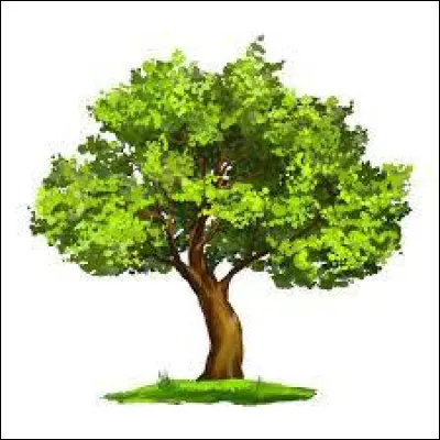 Lequel de ces arbres est l'intrus ?