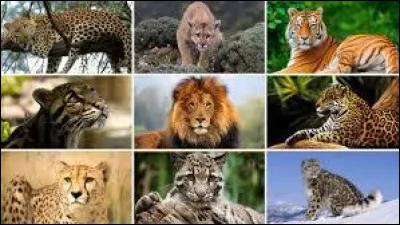 Lequel de ces animaux n'est pas un félin ?