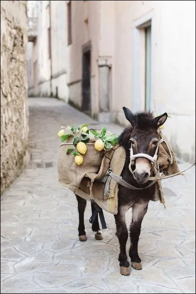 Qui a écrit "L'Âne culotte" ?