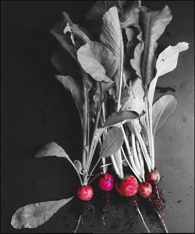 Quel vêtement va-t-on associer aux radis ?