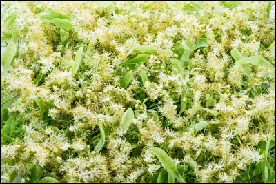 Dans quelle vidéo Natoo n'apparaît-elle pas ?