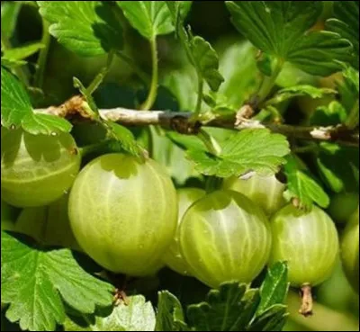 Pourquoi la groseille à maquereau porte ce nom ?