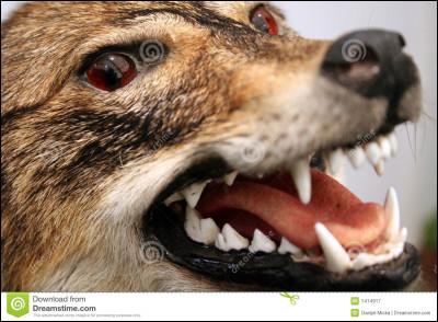 Combien de dents a un loup adulte ?