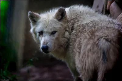 Combien de temps un loup vit-il ?