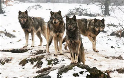 Les loups sont..