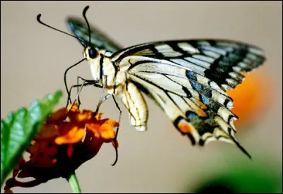 Je suis un insecte, vrai ou faux ?