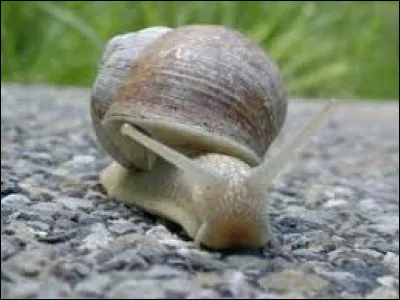 Je suis un insecte, vrai ou faux ?