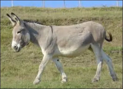 Je suis un insecte, vrai ou faux ?