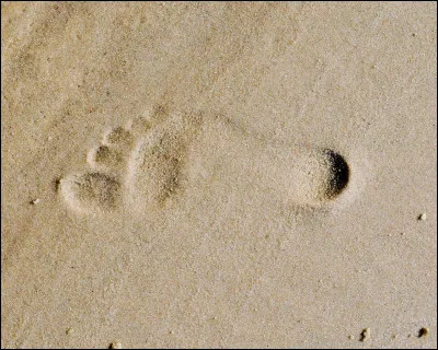 Les grolles sont des :